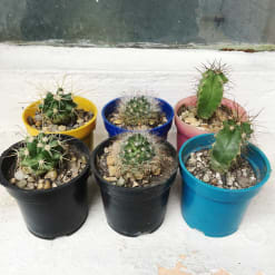 Cactus pequeño x6